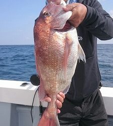 海龍丸(福岡) 釣果