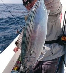 海龍丸(福岡) 釣果