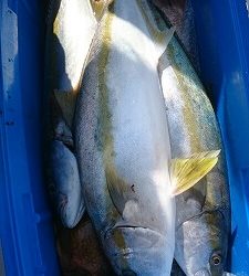 海龍丸(福岡) 釣果