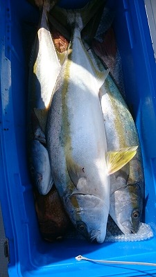 海龍丸(福岡) 釣果