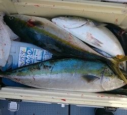 海龍丸(福岡) 釣果