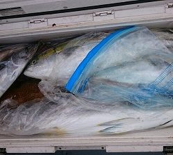 海龍丸(福岡) 釣果