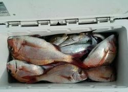 長栄丸(静岡) 釣果