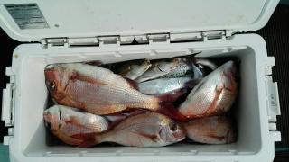 長栄丸(静岡) 釣果