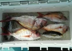 長栄丸(静岡) 釣果