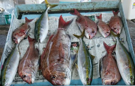明神釣船 釣果