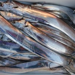 オーフリー 釣果