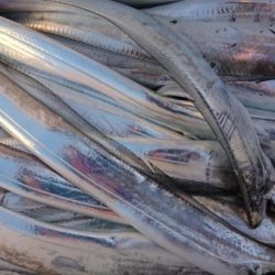 オーフリー 釣果