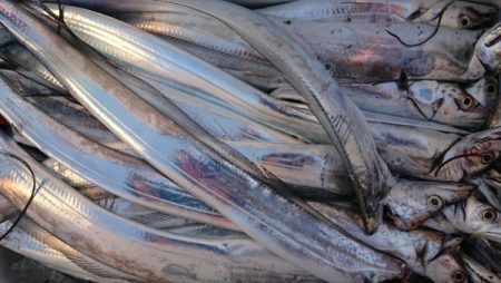 オーフリー 釣果