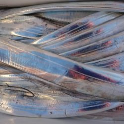 オーフリー 釣果