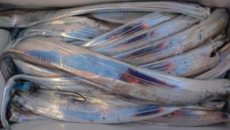 オーフリー 釣果