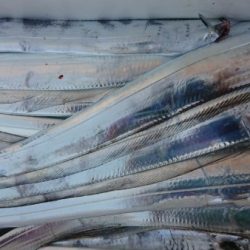 オーフリー 釣果