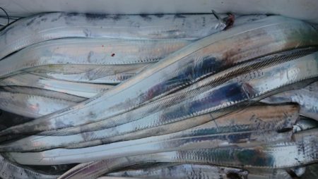 オーフリー 釣果