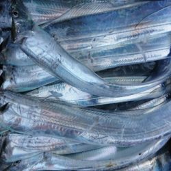 オーフリー 釣果