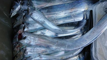 オーフリー 釣果