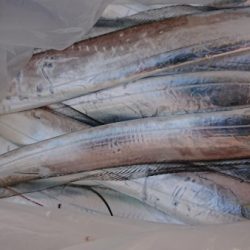 オーフリー 釣果