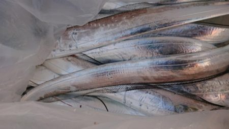 オーフリー 釣果