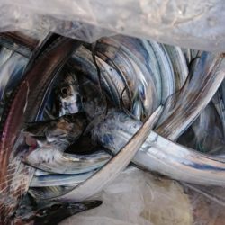 オーフリー 釣果