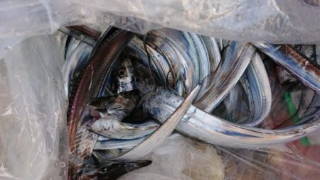 オーフリー 釣果