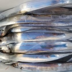 オーフリー 釣果