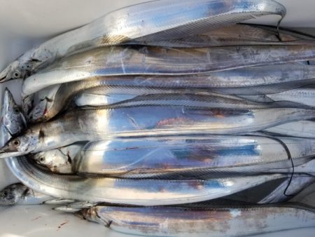 オーフリー 釣果