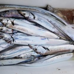 オーフリー 釣果