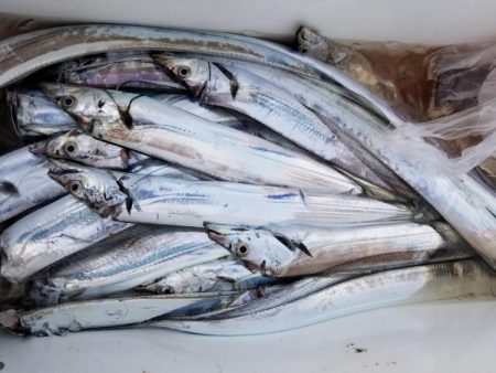 オーフリー 釣果