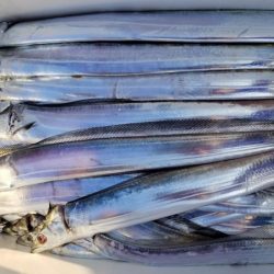 オーフリー 釣果