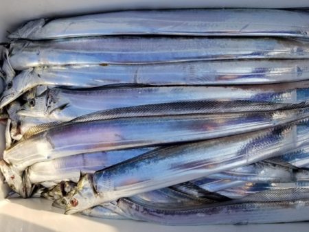 オーフリー 釣果