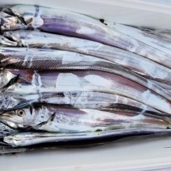 オーフリー 釣果