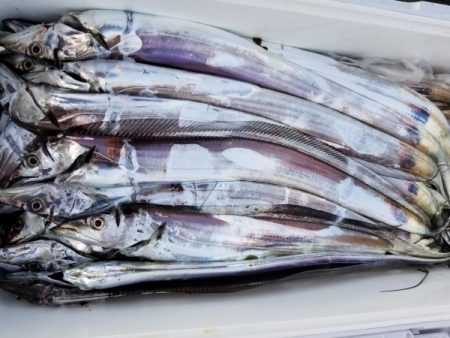 オーフリー 釣果