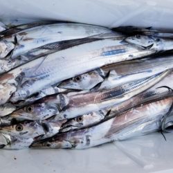 オーフリー 釣果