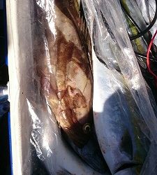 海龍丸(福岡) 釣果