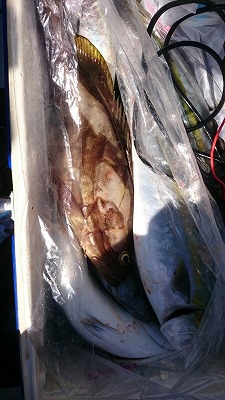 海龍丸（福岡） 釣果