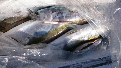 海龍丸(福岡) 釣果