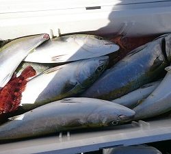 海龍丸(福岡) 釣果