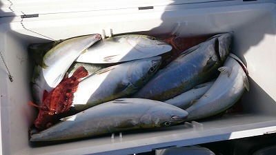 海龍丸(福岡) 釣果