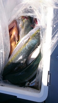 海龍丸(福岡) 釣果