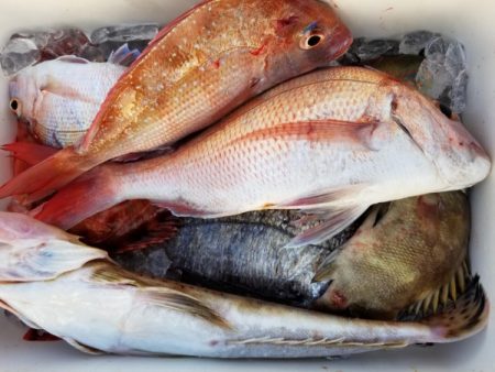 オーフリー 釣果