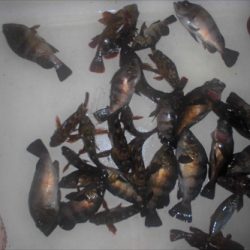 ルアー船マヒマヒ 釣果