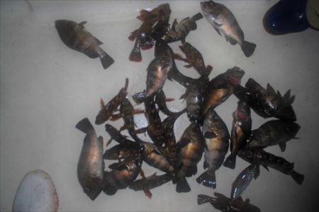 ルアー船マヒマヒ 釣果