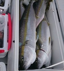 海龍丸(福岡) 釣果