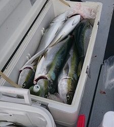 海龍丸(福岡) 釣果