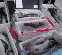 海龍丸(福岡) 釣果