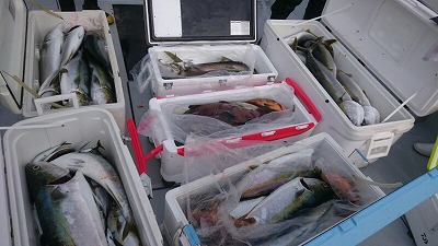 海龍丸(福岡) 釣果