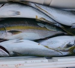 海龍丸(福岡) 釣果