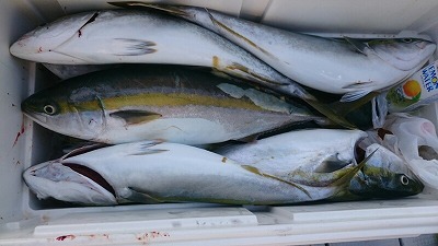 海龍丸(福岡) 釣果