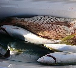 海龍丸(福岡) 釣果