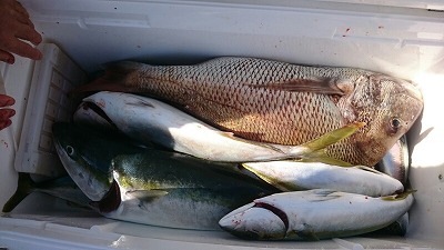 海龍丸(福岡) 釣果