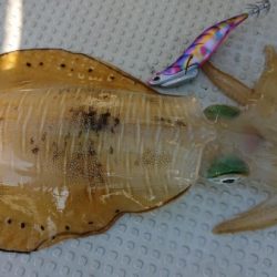 オーフリー 釣果